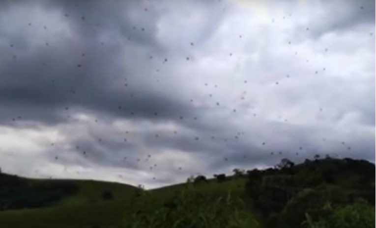 "Kiša" paukova u Brazilu, pogledajte snimku